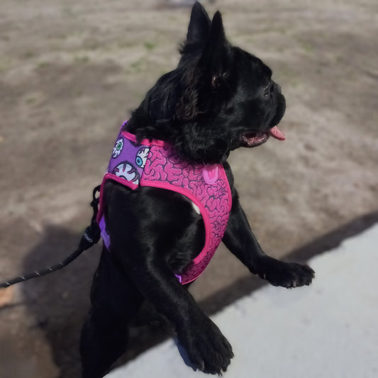 Koky: la Araña Atrapasol